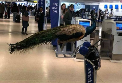 peacock